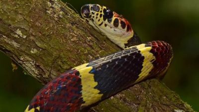 Encuentran un «Arca de Noé» perdida en una antigua ciudad en la selva de Honduras