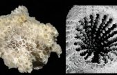Los animales ya se adaptan al plástico: este coral prefiere alimentarse de microplásticos