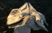 Revelan el misterio de un cráneo inusual encontrado en el Ártico