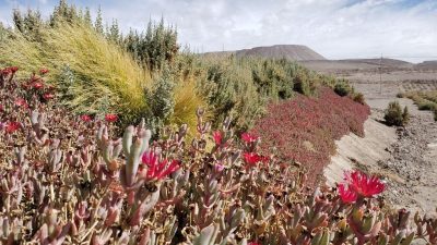 Científicos chilenos buscan reforestar el desierto de Atacama con un pequeño oasis vegetal