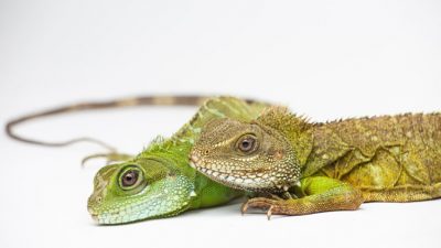 Crías de dragón verde nacen de una madre virgen