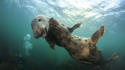 ¿Quieres escuchar a una foca cantando la canción de la Guerra de las Galaxias?