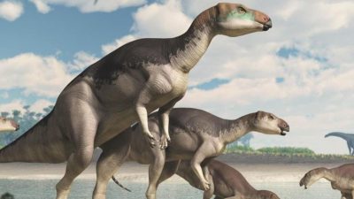 Descubren una manada de dinosaurios en Australia