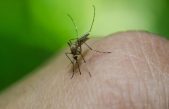 ¿Por qué algunas personas son siempre picadas por mosquitos, mientras otras no?