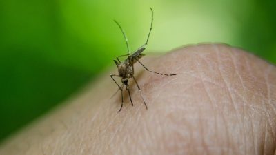 ¿Por qué algunas personas son siempre picadas por mosquitos, mientras otras no?