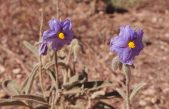 Descubren en Australia una planta que es macho, hembra y bisexual