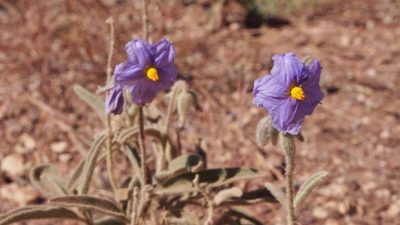 Descubren en Australia una planta que es macho, hembra y bisexual