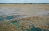 Detectan la mayor proliferación de algas del mundo