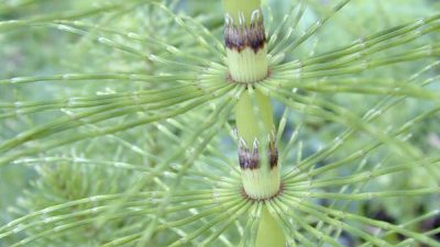 La planta medicinal que no debería faltar en tu despensa