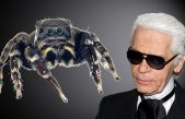 Una nueva araña saltarina nombrada en honor al diseñador Karl Lagerfeld