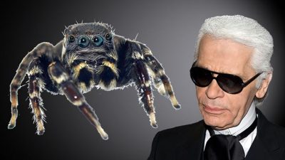 Una nueva araña saltarina nombrada en honor al diseñador Karl Lagerfeld