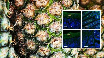 Desvelan el efecto analgésico de la bromelina del ananá