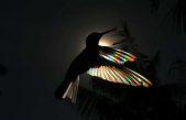 Fotógrafo capta la belleza iridiscente en las alas de los colibríes