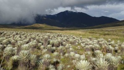 Las ‘islas en el cielo’ generan la biodiversidad andina