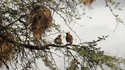 Los cerebros de los pájaroa se sincronizan cuando cantan en pareja