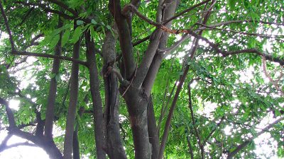 Alcaloides de un árbol argentino podrían combatir una gastroenteritis infantil