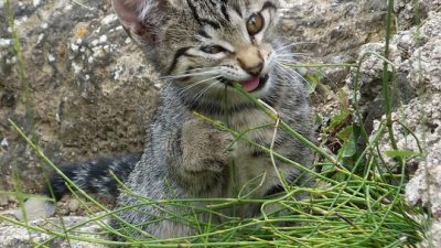 Resuelto el misterio de por qué los gatos comen hierba