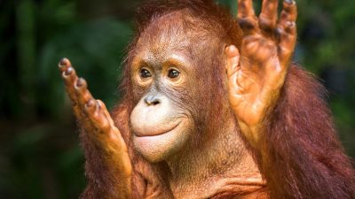 La inteligencia de los orangutanes no deja de sorprendernos