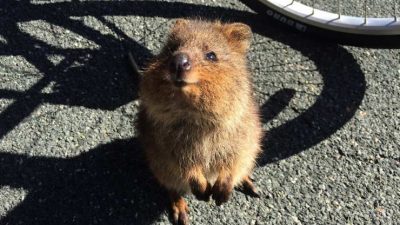 Conoce al quokka, el animal que ha cautivado el corazón de los tuiteros