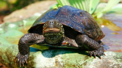 Descubren que unas tortugas son capaces de elegir su sexo antes de nacer Publicado: 3 ago 2019 01:27 GMT
