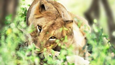 Los beneficios que aportan los animales carnívoros a la sociedad son menos estudiados que los conflictos