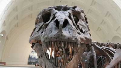 Desvelan el misterio de los agujeros en la cabeza del T-Rex
