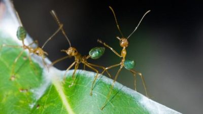 La hormiga que era capaz de levantar cien veces su propio peso