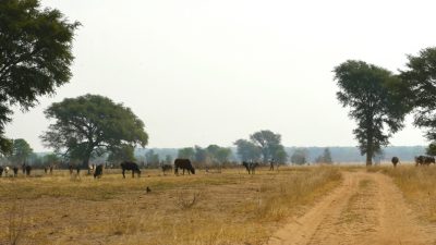 La huella ecológica humana tiene al menos 10.000 años