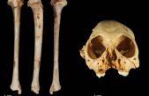 Un fósil de mono descubierto en República Dominicana tiene al menos un millón de años de antigüedad