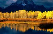 Está desapareciendo Pando, el que tal vez sea el organismo viviente más grande del mundo