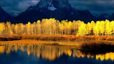 Está desapareciendo Pando, el que tal vez sea el organismo viviente más grande del mundo