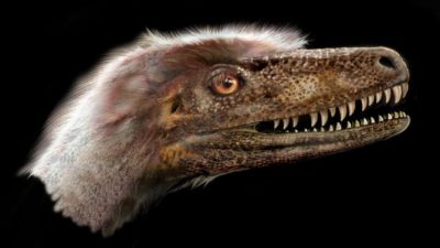 Descubierto un ejemplar casi completo de dinosaurio Saurornitholestes langstoni