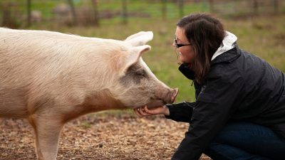 Hay un científico que no cree que vengamos solo del mono, sino también del cerdo. Estos son sus argumentos