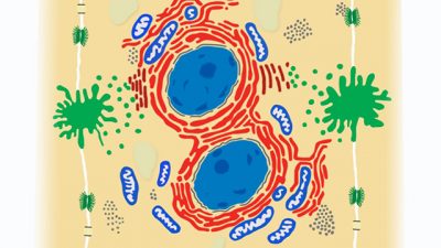 Identificados los genes responsables de la regeneración del hígado