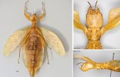 Describen una nueva especie de insecto hoja