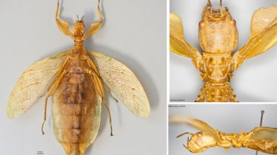 Describen una nueva especie de insecto hoja