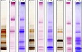 La saliva secreta de los humanos