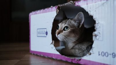 La curiosidad ya no mata al gato: la solución de la Física a la paradójica caja de Schrödinger