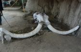 Descubren en Tultepec, Estado de México, contexto inédito de cacería y destazamiento de mamuts