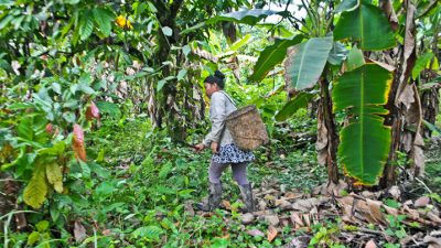 La “farmacia” de la jungla no se elige aleatoriamente