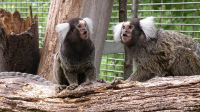 Los monos titíes aprenden un nuevo dialecto cuando se mudan