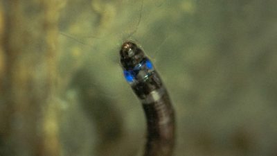 Descubierto el primer insecto sudamericano que emite luz azul