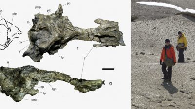 Descubren en la Antártida un pingüino gigante fósil que usaba su pico como un arpón para cazar