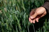 Insólito: a las plantas les entra el pánico cuando llueve