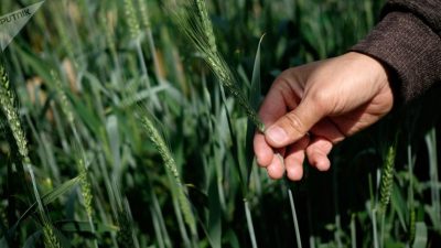 Insólito: a las plantas les entra el pánico cuando llueve