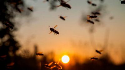 La población de insectos se ha reducido a niveles alarmantes, revela estudio