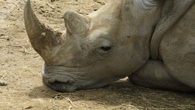 Científicos crean cuernos falsos de rinoceronte para proteger al animal en extinción