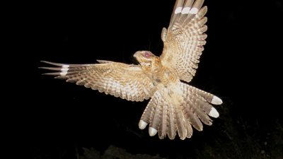 Las aves nocturnas podrían comunicarse a través de la fluorescencia de sus plumas