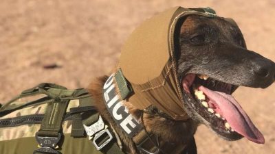 El Ejército de EUU está desarrollando una nueva tecnología que protegerá mejor las orejas de sus perros