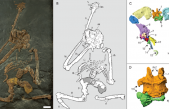 La pelvis del enigmático ‘Oreopithecus’ aporta nueva luz sobre su bipedismo